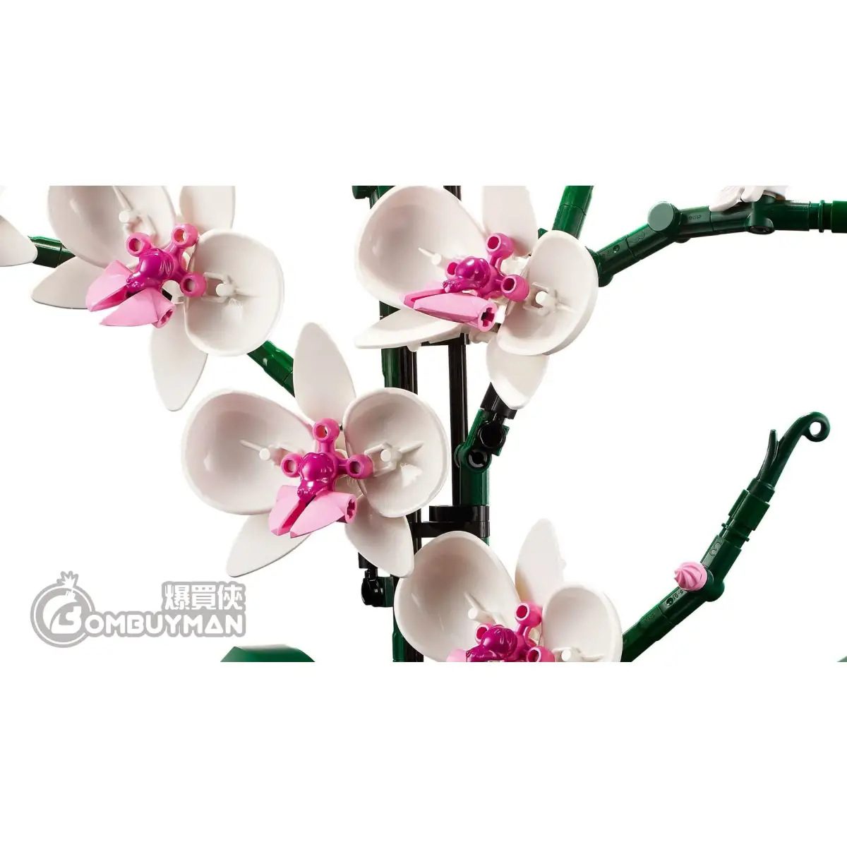 爆買】LEGO 10311 Orchid 蘭花(Creator Expert) - 爆買俠BOMBUYMAN